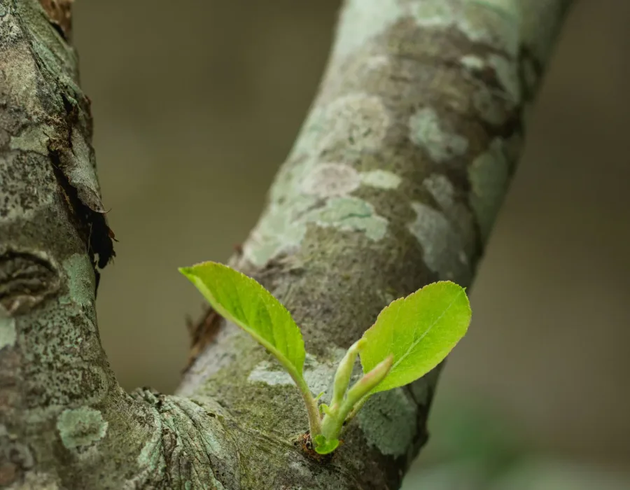 eduardo-soares-8yaDRP46do0-unsplash